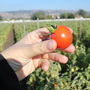 At Happy Boy Farms near Santa Cruz, Calif., Early Girl tomatoes are grown using dry-farming methods. The tomatoes have become increasingly popular with chefs and wholesalers. At Happy Boy Farms near Santa Cruz, Calif., Early Girl tomatoes are grown using dry-farming methods. The tomatoes have become increasingly popular with chefs and wholesalers.
